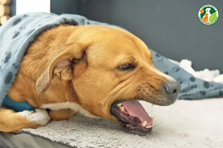 Dấu Hiệu Nhận Biết Các Loại Ho Ở Chó Poodle