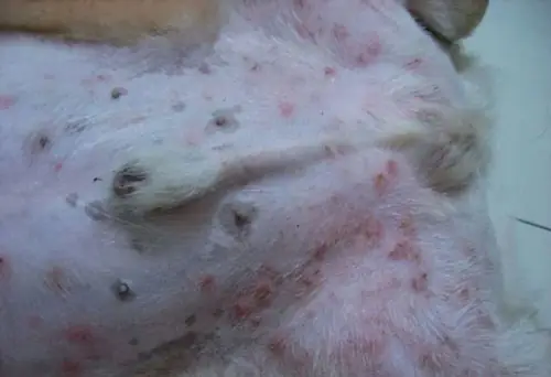 Chó Poodle Bị Nổi Mẩn Đỏ: Nguyên Nhân, Cách Xử Lý Và Biện Pháp Phòng Ngừa Chó Poodle Bị Nổi Mẩn Đỏ: Nguyên Nhân, Cách Xử Lý Và Biện Pháp Phòng Ngừa