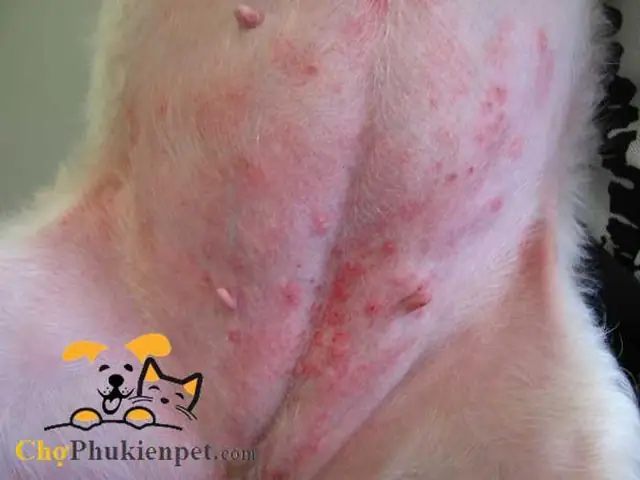 Chó Poodle Bị Nổi Mẩn Đỏ: Nguyên Nhân, Cách Xử Lý Và Biện Pháp Phòng Ngừa Chó Poodle Bị Nổi Mẩn Đỏ: Nguyên Nhân, Cách Xử Lý Và Biện Pháp Phòng Ngừa