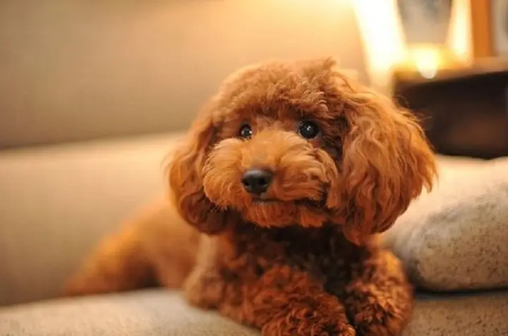 Bộ Lông Màu Nâu Của Chú Chó Poodle Rất Dễ Bị Phai Màu Bộ Lông Màu Nâu Của Chú Chó Poodle Rất Dễ Bị Phai Màu