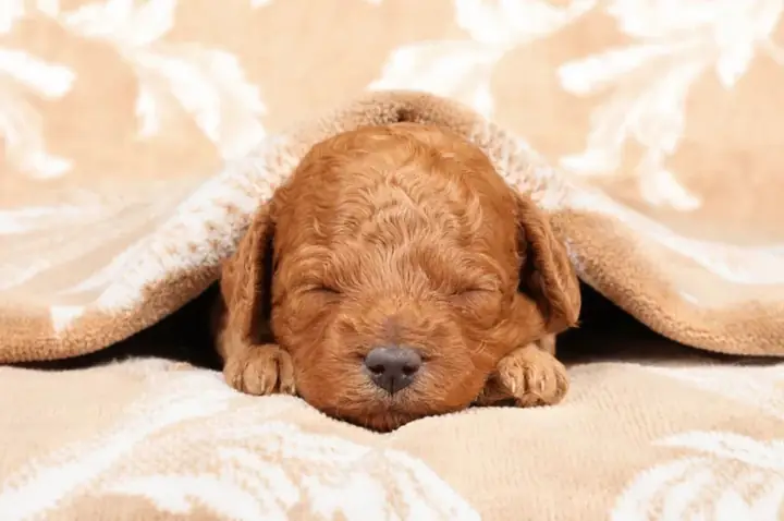 Nguyên Nhân Khiến Cho Chó Poodle Bị Tiêu Chảy