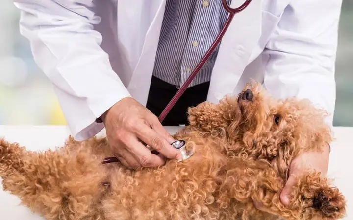 Hướng Dẫn Cách Phòng Tránh Tình Trạng Chó Poodle Bị Đi Ngoài