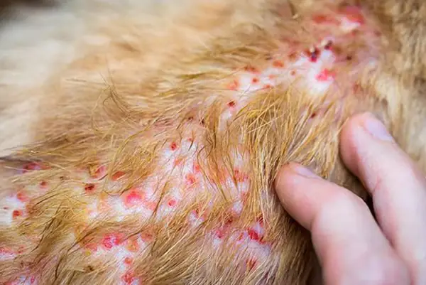 Chó Poodle Bị Viêm Da: Nguyên Nhân, Cách Điều Trị & Biện Pháp Phòng Ngừa Hiệu Quả