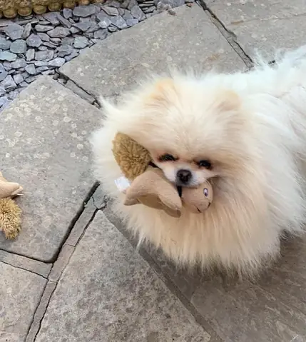 Chó Poodle Cắn Có Sao Không? Hiểu Rõ Nguy Cơ Và Cách Phòng Tránh Hiệu Quả