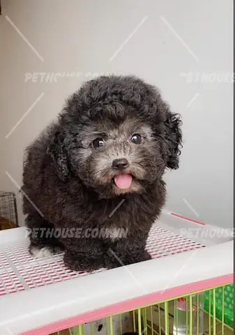 Sơ Lược Ngắn Gọn Về Poodle Sơ Lược Ngắn Gọn Về Poodle