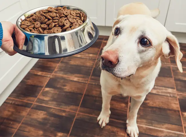 Chó Poodle Ăn Gì? Chó Poodle Ăn Gì?