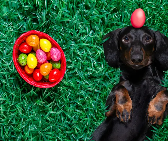 Chó Có Thể Ăn Trứng Không?