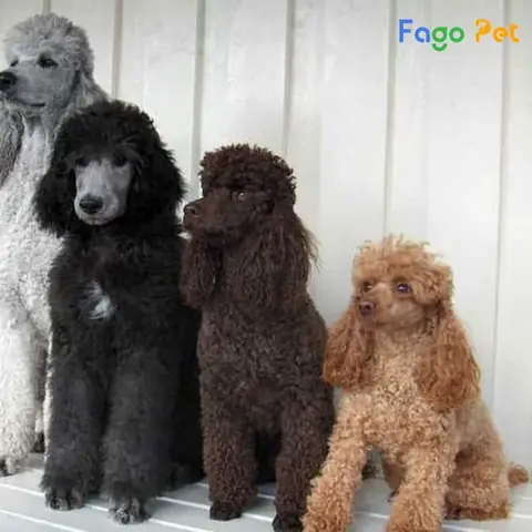 Kích Thước Chó Poodle