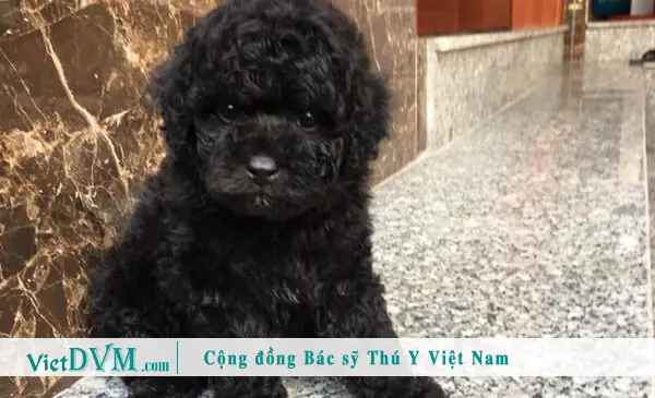 A. Poodle Có Những Màu Nào? A. Poodle Có Những Màu Nào?