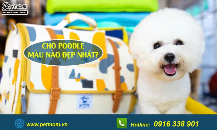 Chó Poodle Có Mấy Màu Chó Poodle Có Mấy Màu