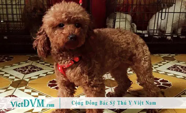 A. Poodle Có Những Màu Nào? A. Poodle Có Những Màu Nào?