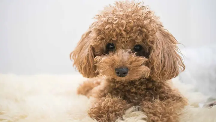 Chó Poodle Có Nguồn Gốc Từ Đâu? Sự Thật Về Xuất Xứ Và Lịch Sử Của Giống Chó Được Yêu Thích Nhất Thế Giới Chó Poodle Có Nguồn Gốc Từ Đâu? Sự Thật Về Xuất Xứ Và Lịch Sử Của Giống Chó Được Yêu Thích Nhất Thế Giới
