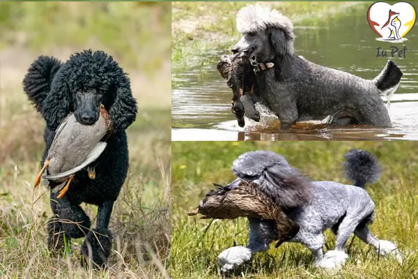Chó Poodle Có Nguồn Gốc Từ Đâu? Sự Thật Về Xuất Xứ Và Lịch Sử Của Giống Chó Được Yêu Thích Nhất Thế Giới Chó Poodle Có Nguồn Gốc Từ Đâu? Sự Thật Về Xuất Xứ Và Lịch Sử Của Giống Chó Được Yêu Thích Nhất Thế Giới