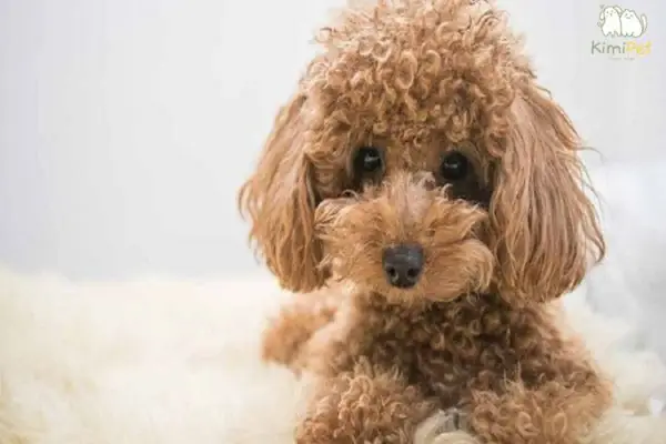 Cần Lưu Ý Gì Khi Cho Poodle Uống Sữa?
