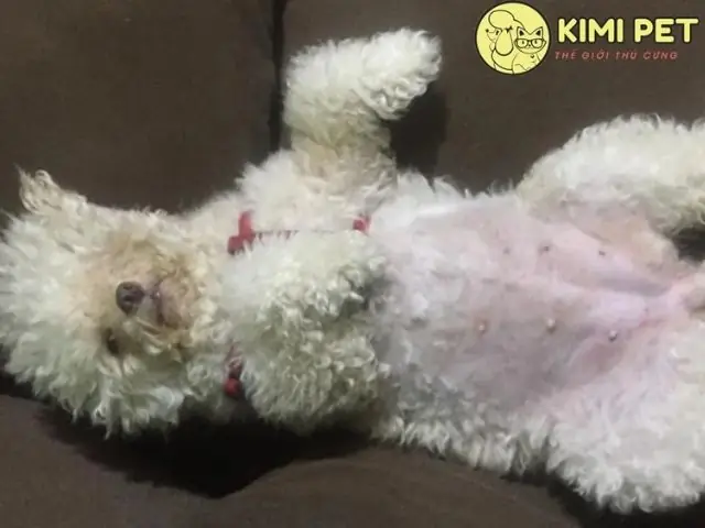 Chó Poodle Đẻ Mấy Lứa? Thông Tin Sinh Sản Toàn Diện Dành Cho Người Nuôi