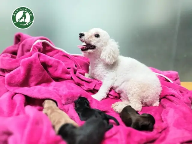 Ca Đẻ Thường Của Chó Poodle Diễn Ra Như Thế Nào ?