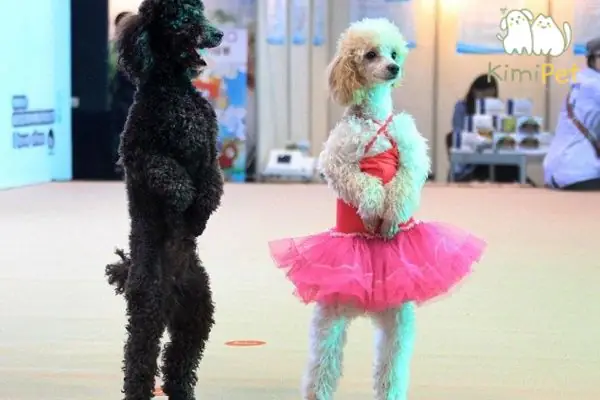 Cách Dạy Chó Poodle Đi Bằng 2 Chân Nhanh Chóng, Hiệu Quả