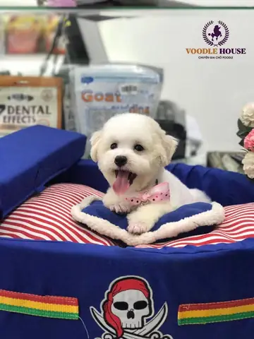 Chó Poodle Đực Dậy Thì