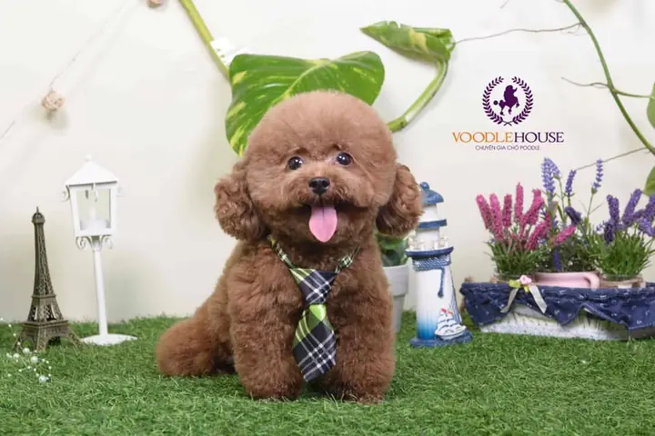 Chó Poodle Đực Dậy Thì