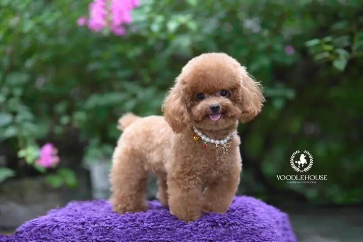Chó Poodle Đực Dậy Thì