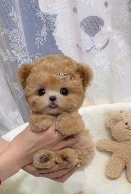 Chó Poodle Giá 5 Triệu: Giá Trị Thực Tế Và Cách Lựa Chọn Phù Hợp