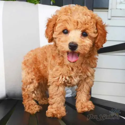 Yếu Tố Ảnh Hưởng Đến Giá Chó Poodle Tại Tphcm