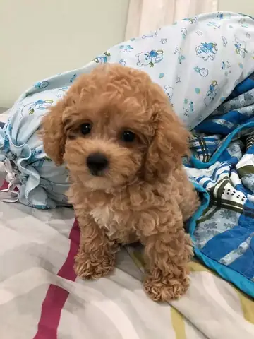 Khi Nào Thì Phối Giống Cho Chó ?