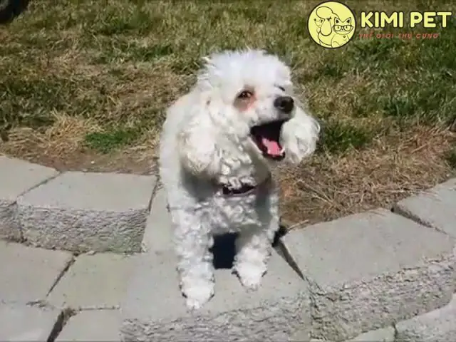 Vì Sao Cần Phối Giống Cho Chó Poodle?