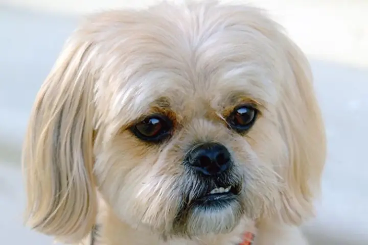 Poodle Lai Bắc Kinh