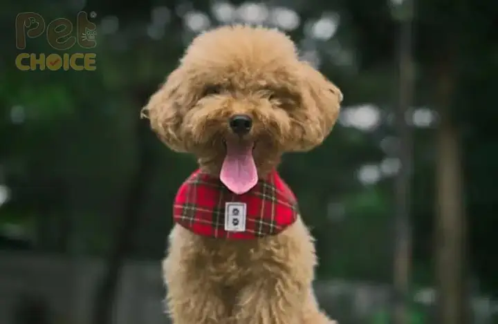 Poodle Lai Nhật (poochin)