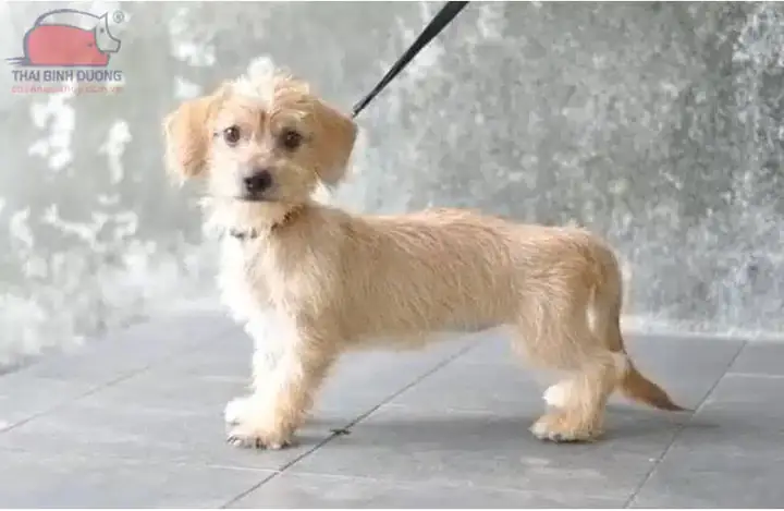 Chó Poodle Lai Phú Quốc: Đặc Điểm, Cách Nhận Biết Và Kinh Nghiệm Nuôi