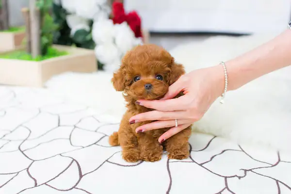 Teacup Poodle