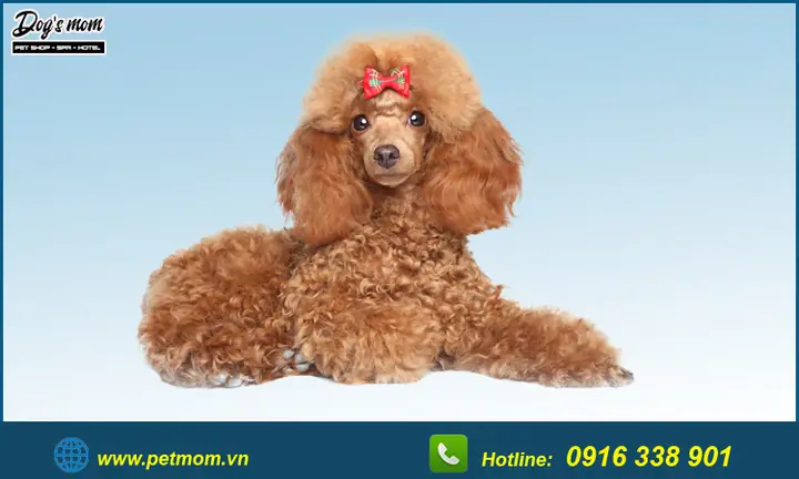 Top +15 Kiểu Cắt Tỉa Lông Chó Poodle Đẹp