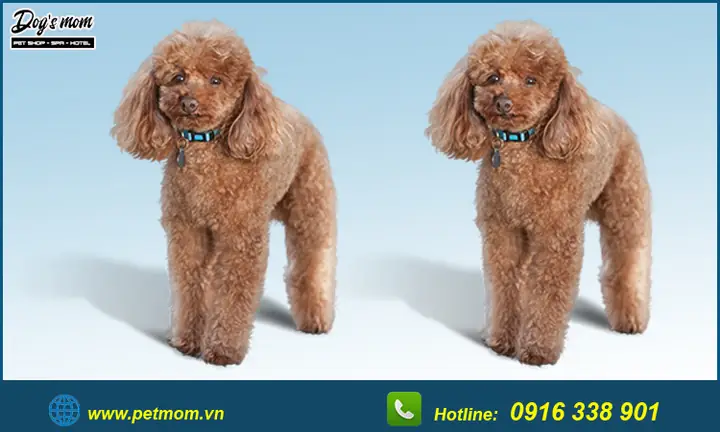 Top +15 Kiểu Cắt Tỉa Lông Chó Poodle Đẹp