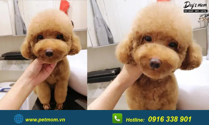 Top +15 Kiểu Cắt Tỉa Lông Chó Poodle Đẹp