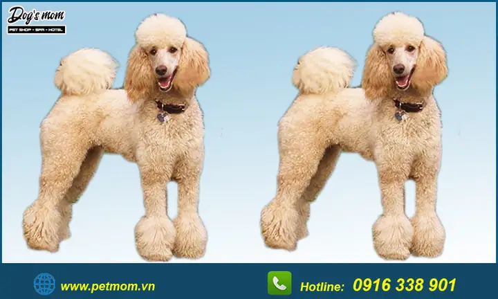 Top +15 Kiểu Cắt Tỉa Lông Chó Poodle Đẹp