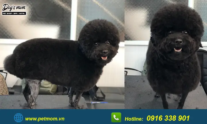 Top +15 Kiểu Cắt Tỉa Lông Chó Poodle Đẹp
