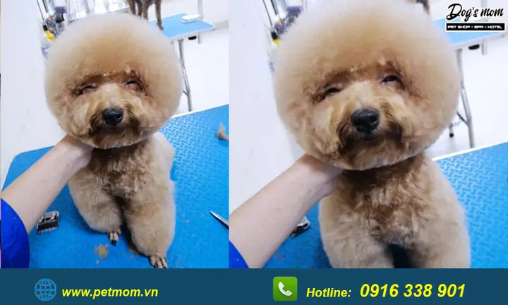 Top +15 Kiểu Cắt Tỉa Lông Chó Poodle Đẹp