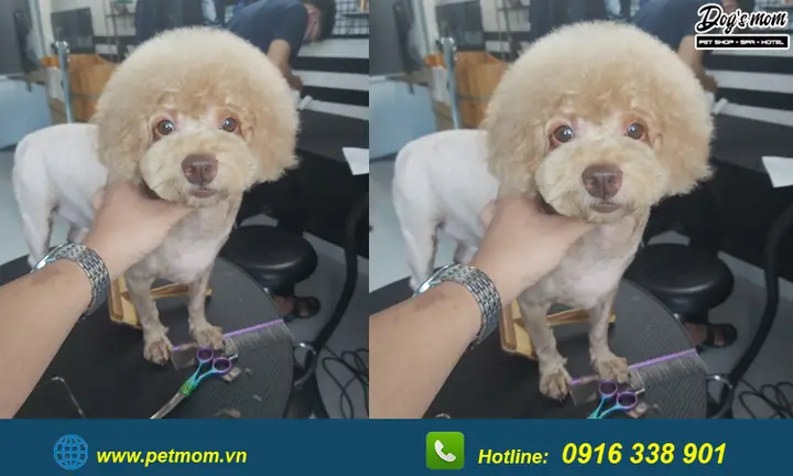 Top +15 Kiểu Cắt Tỉa Lông Chó Poodle Đẹp