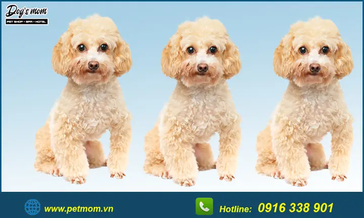 Top +15 Kiểu Cắt Tỉa Lông Chó Poodle Đẹp