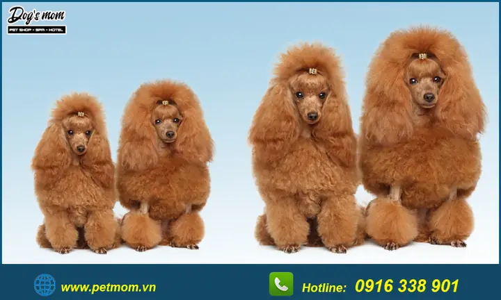 Top +15 Kiểu Cắt Tỉa Lông Chó Poodle Đẹp
