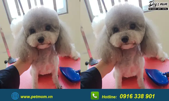 Top +15 Kiểu Cắt Tỉa Lông Chó Poodle Đẹp