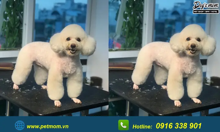 Top +15 Kiểu Cắt Tỉa Lông Chó Poodle Đẹp