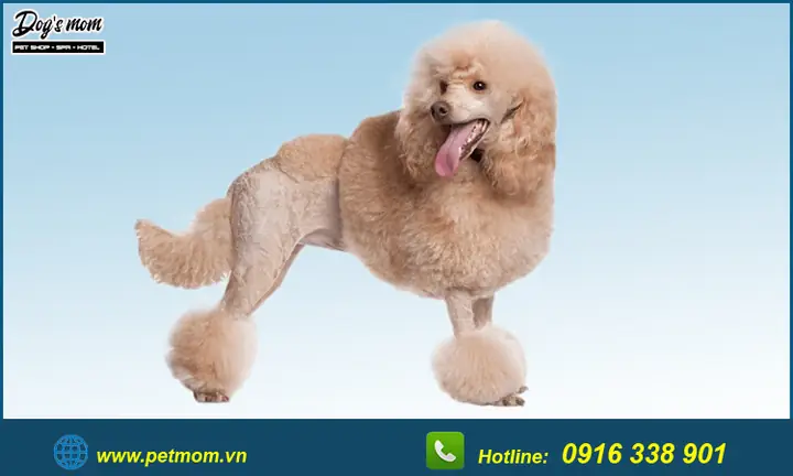 Top +15 Kiểu Cắt Tỉa Lông Chó Poodle Đẹp