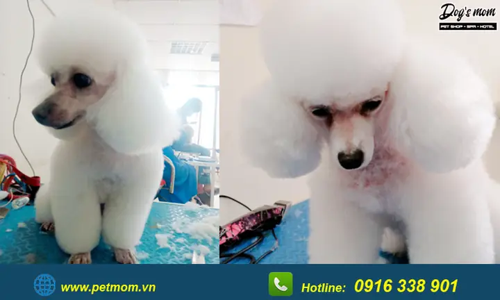 Top +15 Kiểu Cắt Tỉa Lông Chó Poodle Đẹp
