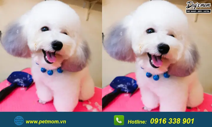 Top +15 Kiểu Cắt Tỉa Lông Chó Poodle Đẹp