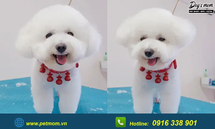 Top +15 Kiểu Cắt Tỉa Lông Chó Poodle Đẹp