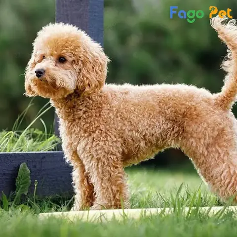 Ưu Điểm Khi Lựa Chọn Mua Chó Poodle Vàng Kem Tại Fago Pet