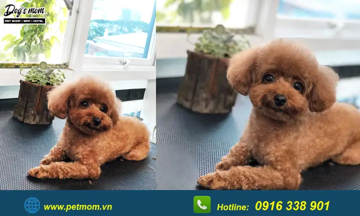 Chó Poodle Màu Vàng Mơ Chó Poodle Màu Vàng Mơ