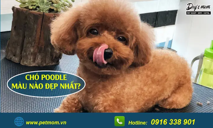 Chó Poodle Màu Vàng Mơ: Đặc Điểm, Chăm Sóc Và Lý Do Nên Chọn Chó Poodle Màu Vàng Mơ: Đặc Điểm, Chăm Sóc Và Lý Do Nên Chọn